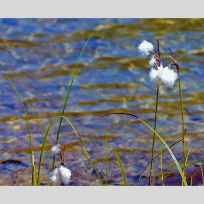 Wild Mountain Cotton Flower Photography